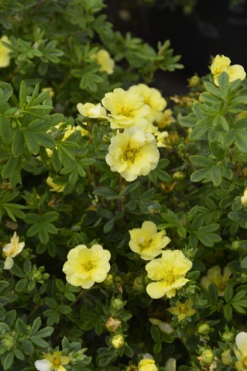 Лапчатка кустарниковая Лемон Меринг | Potentilla fruticosa Lemon Meringue | Перстач чагарниковий / Лапчатка кущова Лемон Мерінг